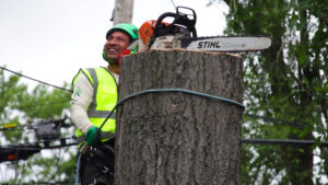 A skilled tree service worker on a large tree trunk with a chainsaw for Longtree Tree Service in Southfield, MI.