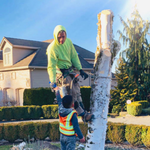 A tree service worker in a harness on a tree trunk, performing tree removal or trimming for Blessings Tree Service & Landscaping in Vancouver, WA.