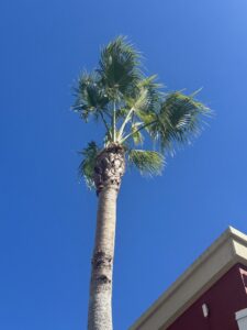 A tree service worker in full PPE standing next to a palm tree, ready for work by Right Cut Tree in Orlando, FL.
