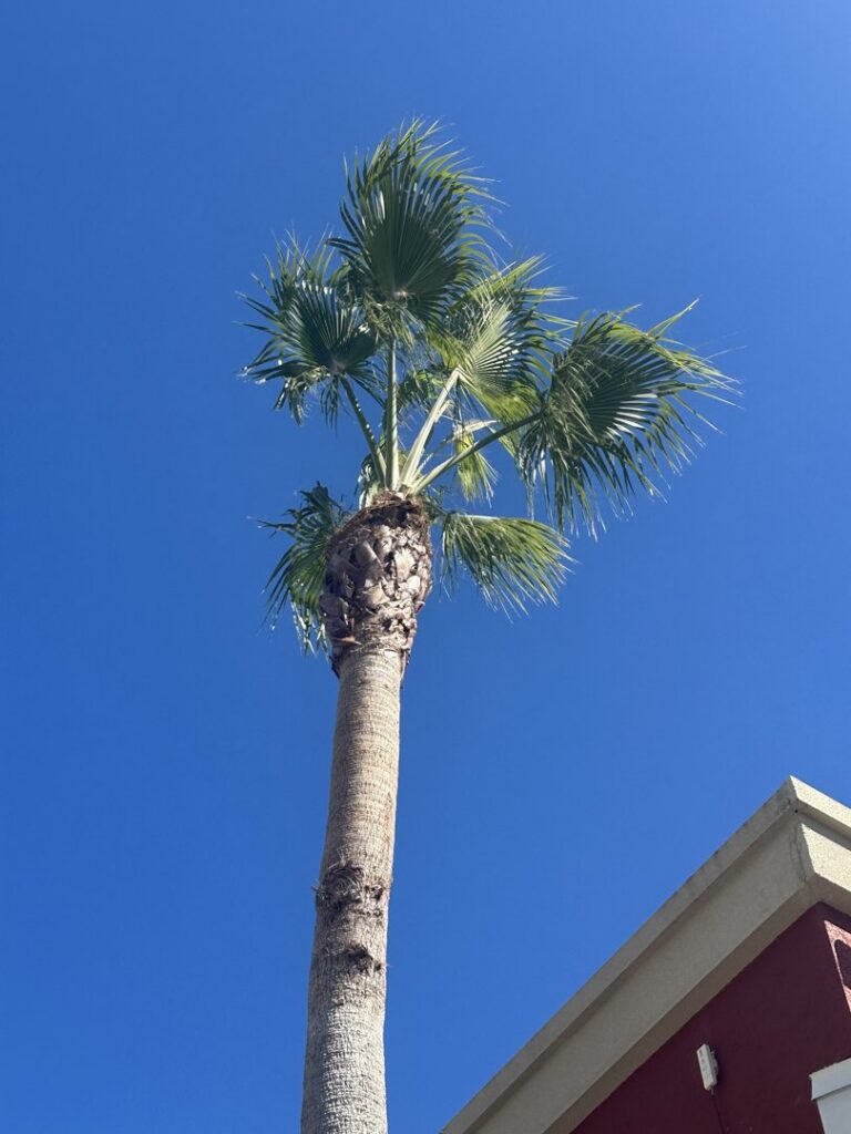 A tree service worker in full PPE standing next to a palm tree, ready for work by Right Cut Tree in Orlando, FL.