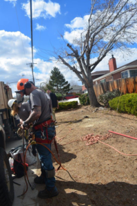 A tree service worker in safety gear preparing equipment for Greater Nevada Tree Service LLC in Sparks, NV.
