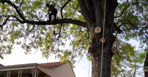 A tree service worker pruning branches high in a large tree for Wooded Ways Tree Removal in Cincinnati, OH.
