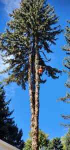 A tree service worker in safety gear pruning a very tall evergreen tree for DelaRosa Tree Service LLC in Denver, CO.