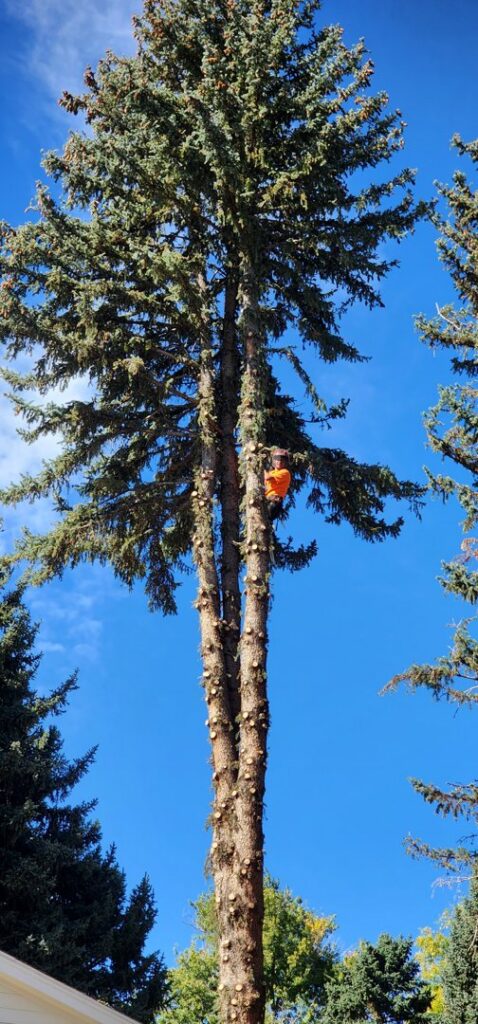 A tree service worker in safety gear pruning a very tall evergreen tree for DelaRosa Tree Service LLC in Denver, CO.
