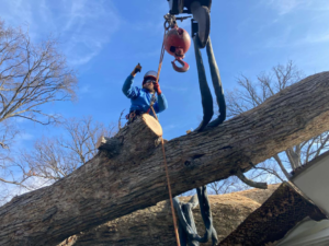 A tree service worker using a crane to remove a large fallen tree trunk for Arbor barber tree service in Lakeville, MN.