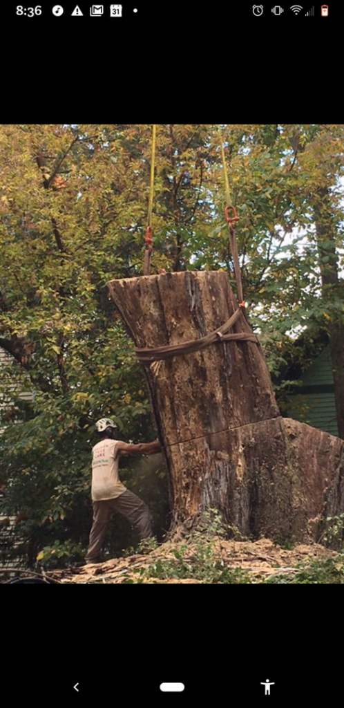 A Sylvan Tree Care worker assisting with the removal of a large tree stump using straps in Montpelier, VT.