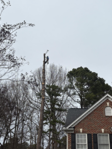 A tree service worker removing sections of a tall tree near a home by BG Tree Service, LLC in Cary, NC.