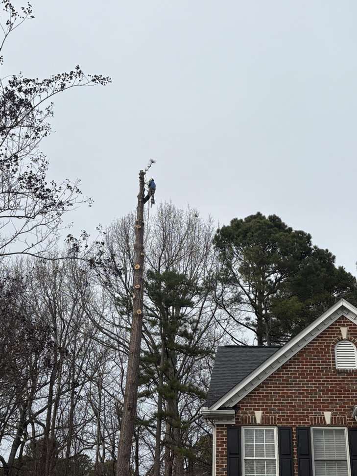 A tree service worker removing sections of a tall tree near a home by BG Tree Service, LLC in Cary, NC.