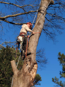 A tree service worker securing a rope during tree removal or trimming by Lambert's Tree Service in Fayetteville, NC.