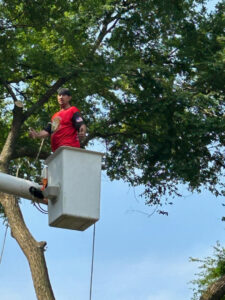 A satisfied tree service worker giving a thumbs up from a bucket lift at a job site for A New Image Property Maintenance in Olive Branch, MS.