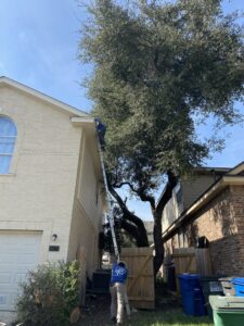 A tree service worker on a ladder trimming branches near a house in San Antonio, TX, by Quicken Tree service.