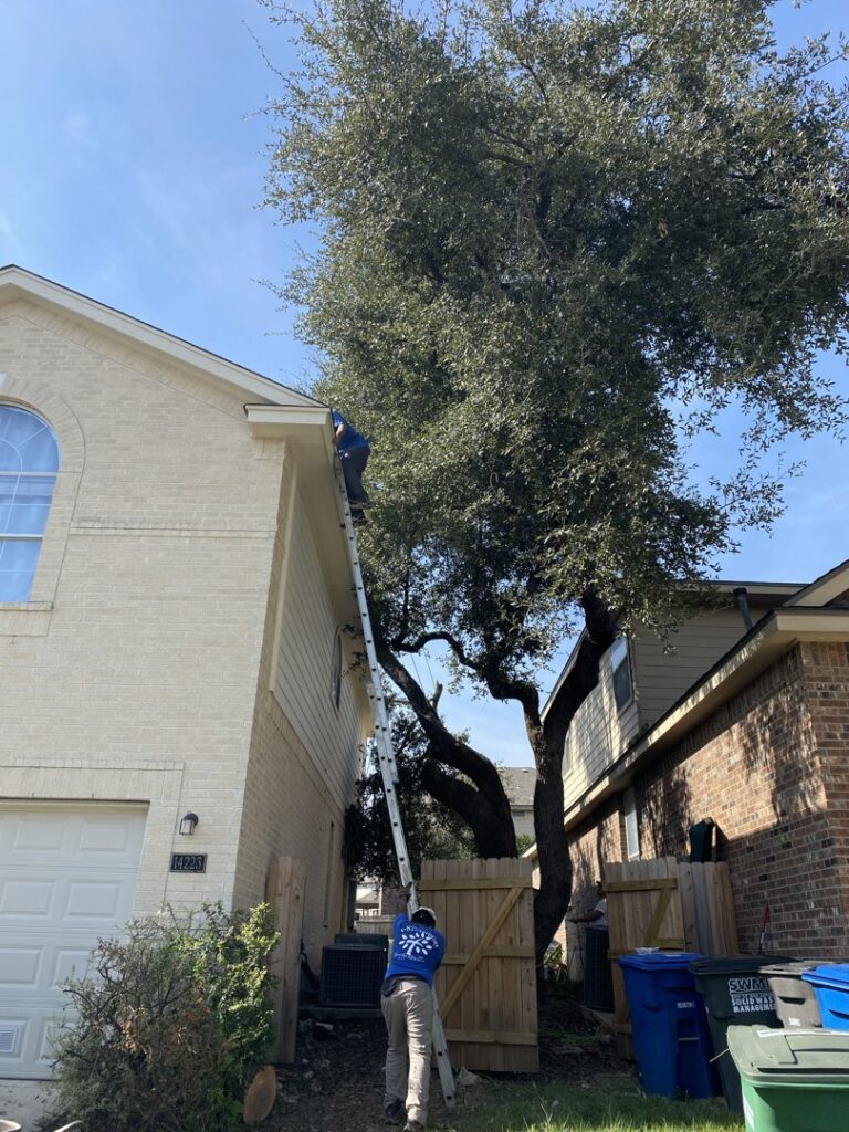 A tree service worker on a ladder trimming branches near a house in San Antonio, TX, by Quicken Tree service.
