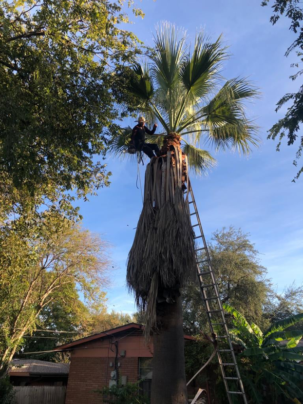 A tree service worker trimming a tall palm tree with a ladder for Joe's Tree Service and Landscaping in San Antonio, TX