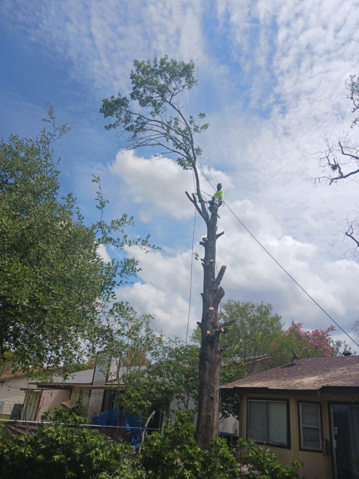A tree service worker high in a tall tree, performing trimming or removal services for Joe's Tree Service in San Antonio, TX