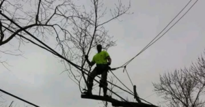 Tree service worker trimming a tree branch while secured by ropes, near power lines, by Integrity Tree Service, LLC in Maplewood, MO.