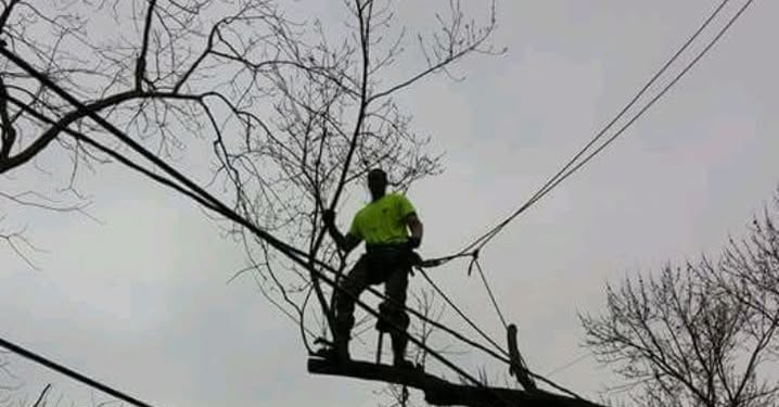 Tree service worker trimming a tree branch while secured by ropes, near power lines, by Integrity Tree Service, LLC in Maplewood, MO.