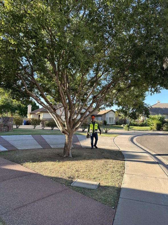 A tree service worker in a hard hat and safety vest holding a chainsaw, ready for work by Phoenix Tree Experts in Peoria, AZ.