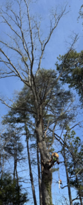 A professional tree service worker with safety gear and a chainsaw, high in a tree for TreeWorks in Birmingham, AL.