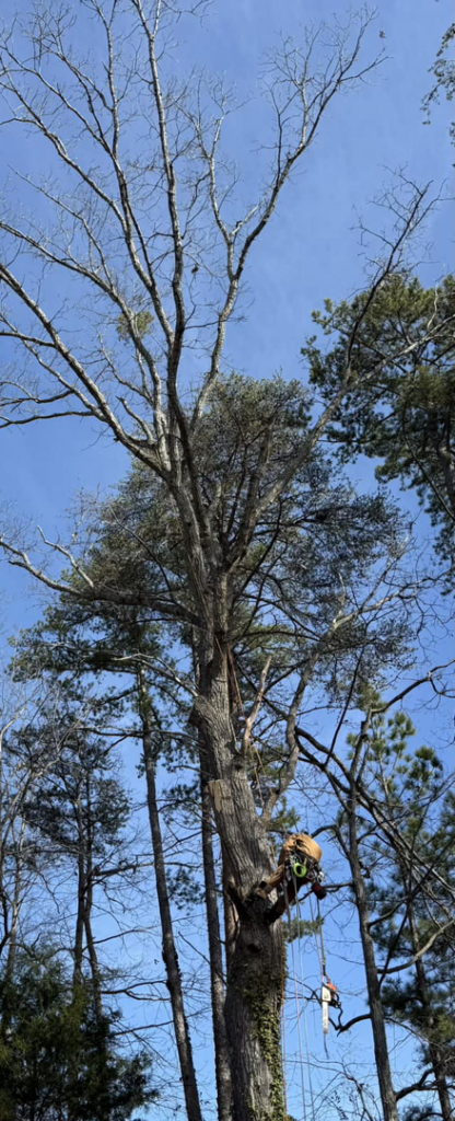 A professional tree service worker with safety gear and a chainsaw, high in a tree for TreeWorks in Birmingham, AL.
