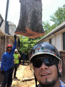 A tree service worker taking a selfie while a large tree section is removed by crane in the background by Anderton Tree Service in Fort Worth, TX