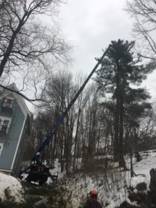 A tree service worker overseeing a crane truck removing a tall pine tree for C C's Tree service in Berlin Corners, VT.