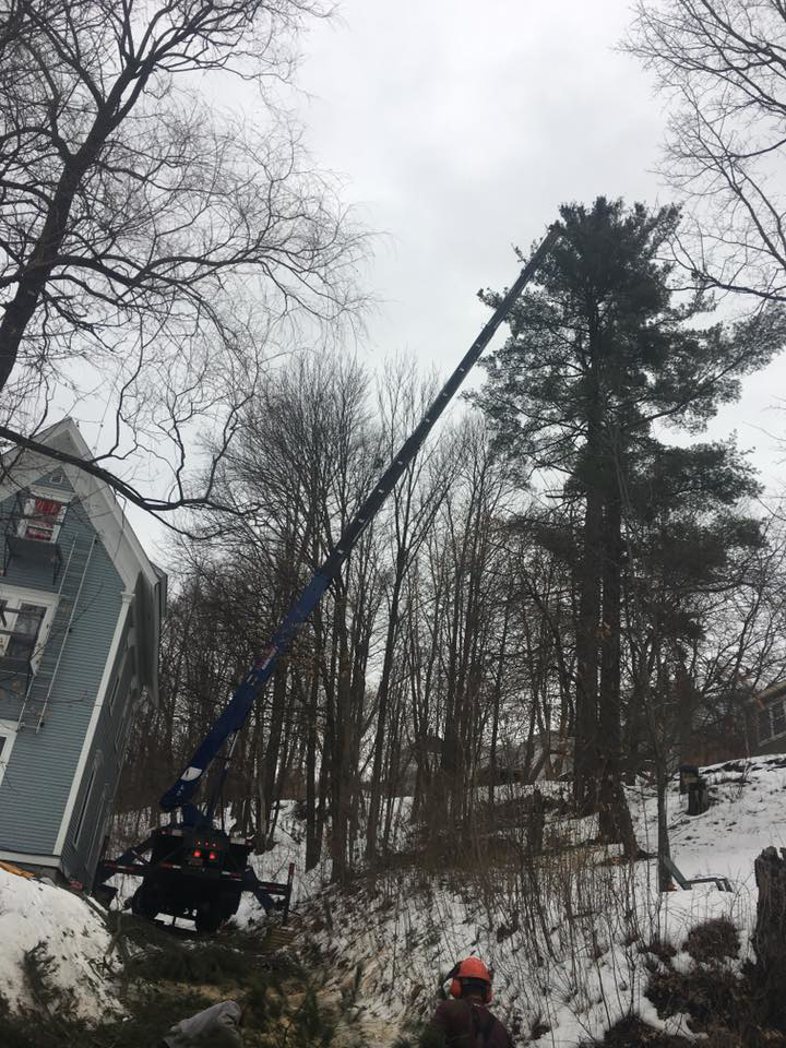 A tree service worker overseeing a crane truck removing a tall pine tree for C C's Tree service in Berlin Corners, VT.