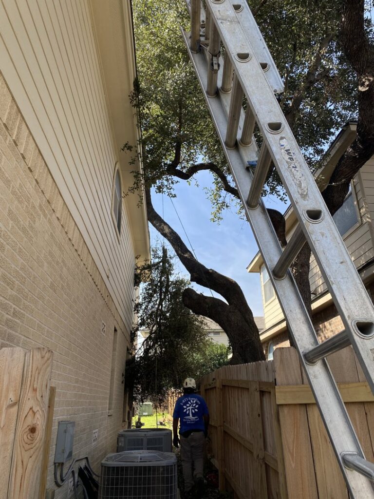 A tree service worker with a ladder next to a large tree and house in San Antonio, TX, by Quicken Tree service.