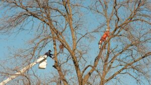 Two tree service workers, one in a bucket lift and one climbing, performing tree work for Top Notch Tree Service in Pocatello, ID.