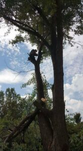 Two tree service workers carrying a large log during a cleanup operation for King's Tree Service LLC in Winfield, MO.