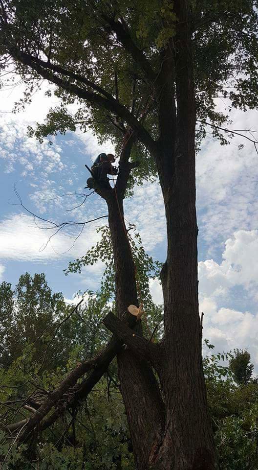 Two tree service workers carrying a large log during a cleanup operation for King's Tree Service LLC in Winfield, MO.