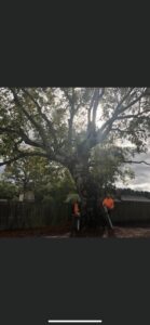 Two tree service workers holding chainsaws in front of a large tree, ready for work by Scott Lanes Tree Service in Chesapeake, VA.