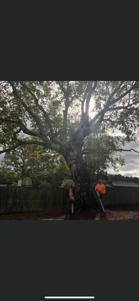Two tree service workers holding chainsaws in front of a large tree, ready for work by Scott Lanes Tree Service in Chesapeake, VA.