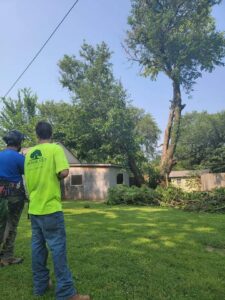 Arbor Med Tree Service workers assessing a tree and clearing cut branches from a job site in Wichita, KS.