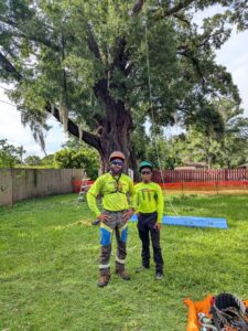 Two professional tree service workers with climbing gear standing by a large tree from Timber Trimmers Tree Services in Orlando, FL.