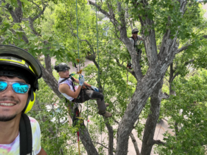 Tree service workers climbing and pruning a large tree, showing active work by Magrum Tree Service in Cheyenne, WY.