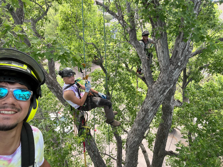 Tree service workers climbing and pruning a large tree, showing active work by Magrum Tree Service in Cheyenne, WY.