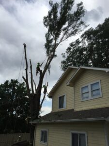 Two tree service workers from Tree Artisans climbing and trimming a tall tree next to a house in Colorado Springs, CO.