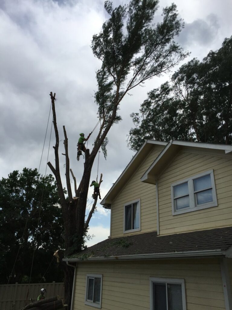 Two tree service workers from Tree Artisans climbing and trimming a tall tree next to a house in Colorado Springs, CO.