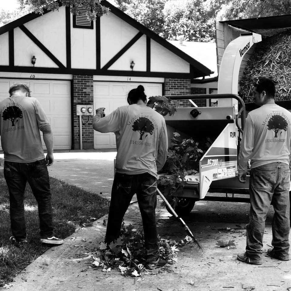 Three tree service workers feeding branches into a wood chipper, performing cleanup for JMendez LLC in St. Louis, MO.
