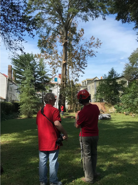 Tree service workers from The Tree Expert llc inspecting a tall tree with ropes and cut sections in Charleston, SC.