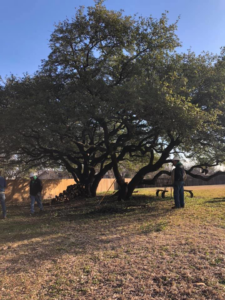 Tree service workers pruning a large tree and clearing branches at Anderton Tree Service in Fort Worth, TX
