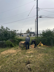 Tree service workers removing a large tree stump in a residential yard for Hughes Resource Management in Fairbanks, AK.
