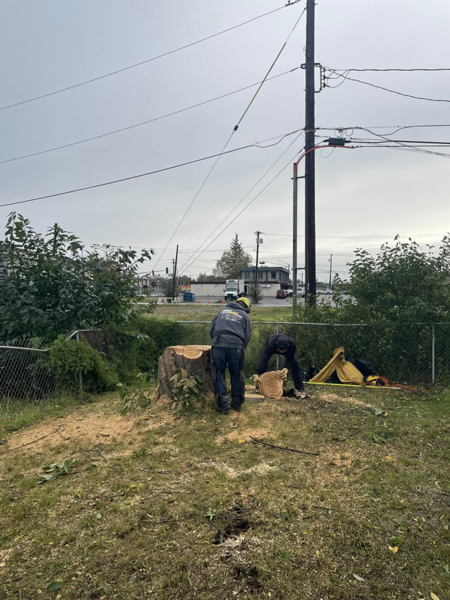 Tree service workers removing a large tree stump in a residential yard for Hughes Resource Management in Fairbanks, AK.