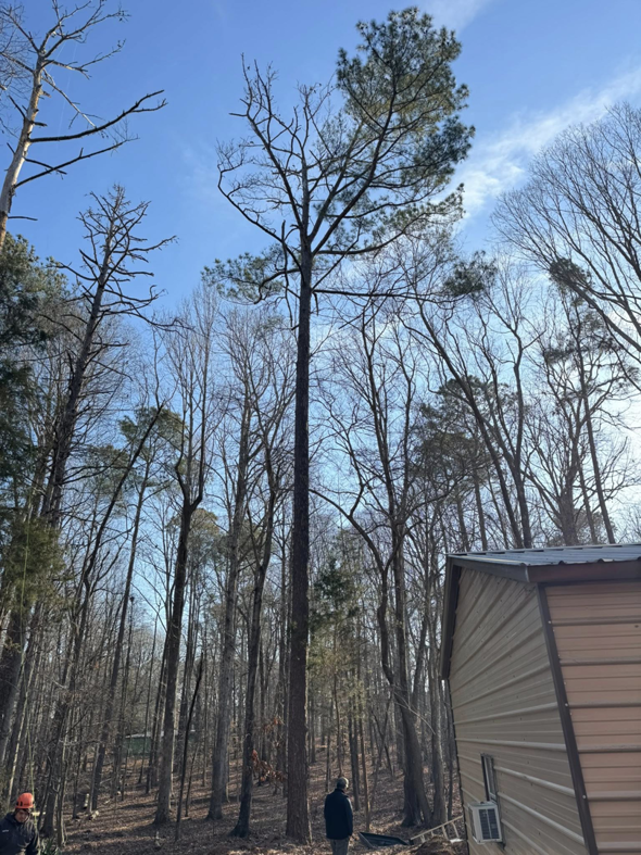 Tree service workers assessing a tall pine tree for trimming or removal at a job site for J. Prado Tree Service & Landscape in Raleigh, NC