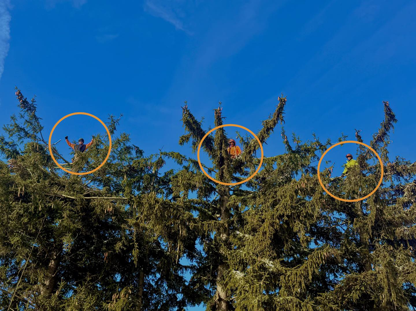 Multiple tree service workers trimming evergreen trees for Helmer's Complete Tree Service, LLC in Utica, NY.