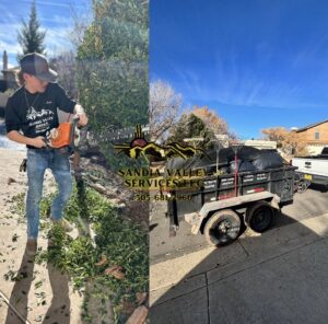 A worker pruning a shrub and a trailer with green waste from tree service by Sandia Valley Services LLC in Rio Rancho, NM.