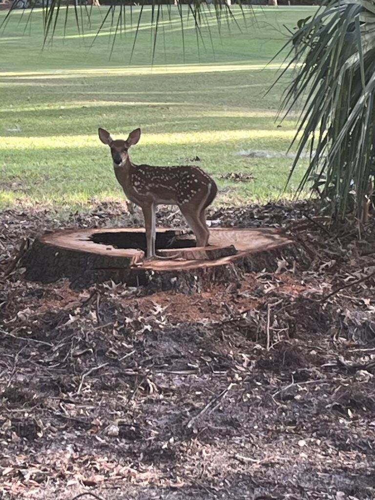 A freshly cut tree stump on the ground, showing completed tree removal work by Ayla Tree Service in Bloomingdale, GA.