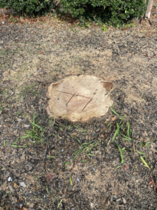 A freshly cut tree stump in a residential yard after tree removal by Freddy's Tree Service in Anaheim, CA.