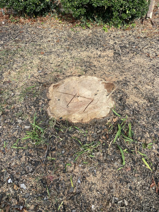 A freshly cut tree stump in a residential yard after tree removal by Freddy's Tree Service in Anaheim, CA.