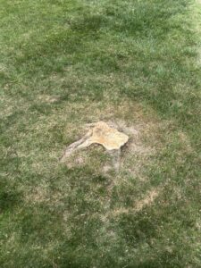 A tree stump remaining in a grassy lawn after tree removal service by ClearTree LLC in Joppa, MD.